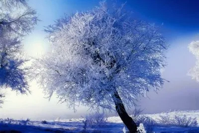 NEVE