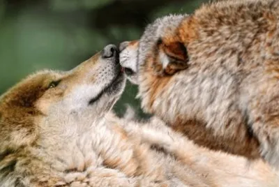 ×›×œ×‘×™×