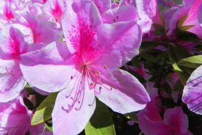 azaleas