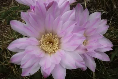 flores de cactus jigsaw puzzle