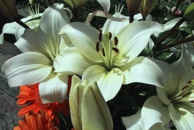 azucenas jigsaw puzzle