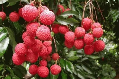 FRUTAS