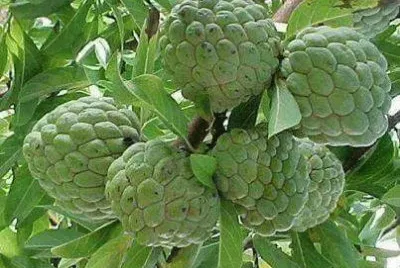FRUTAS