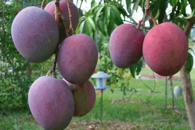 FRUTAS