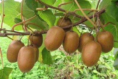 FRUTAS