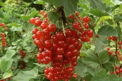 FRUTAS