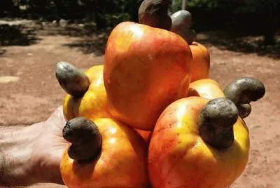 FRUTAS