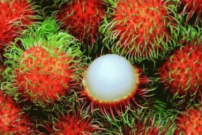 FRUTAS
