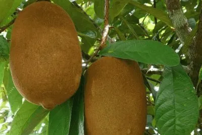 FRUTAS
