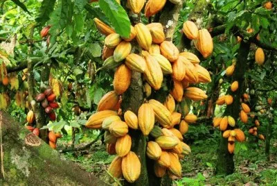 FRUTAS