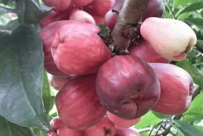 FRUTAS