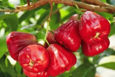 FRUTAS