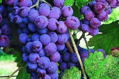 FRUTAS