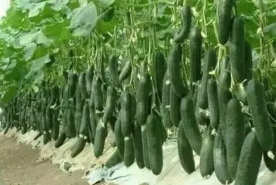 legumes