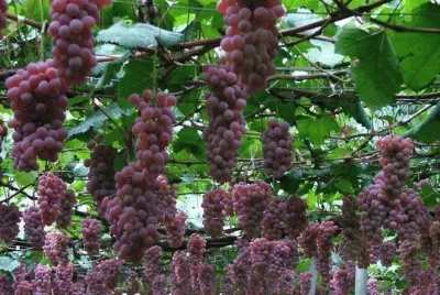 FRUTAS