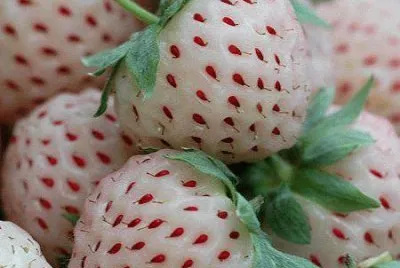 morangos