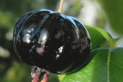FRUTAS
