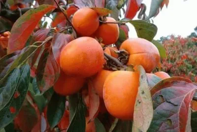 FRUTAS