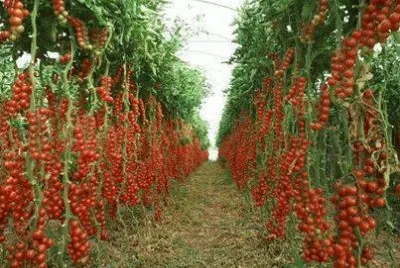 legumes