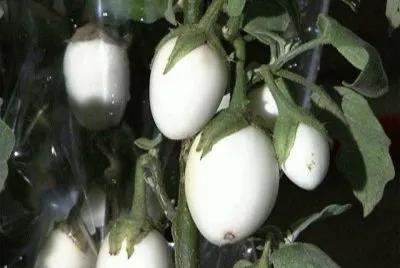 legumes