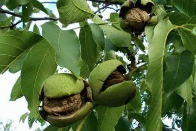 FRUTAS