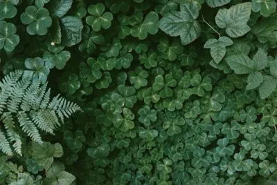 trÃ©boles jigsaw puzzle