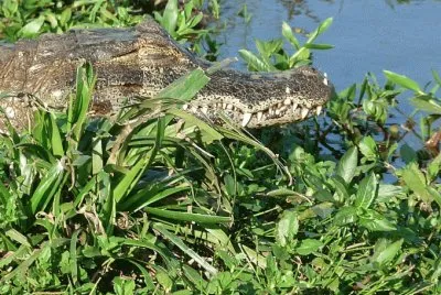 yacarÃ© jigsaw puzzle