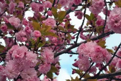 primavera jigsaw puzzle