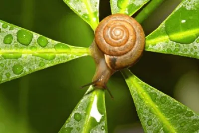 caracol