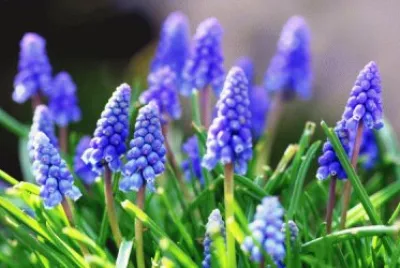 violetas