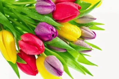 tulipanes