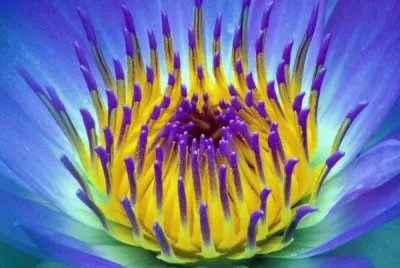 waterlily