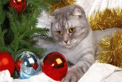 Katze mit Weihnachtskugeln