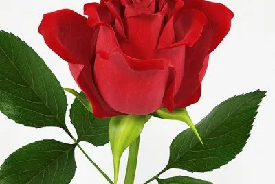 rosas