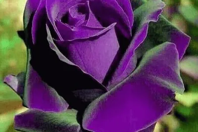 rosas