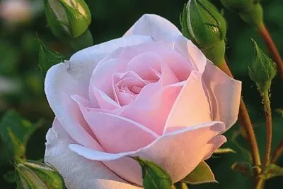 rosas