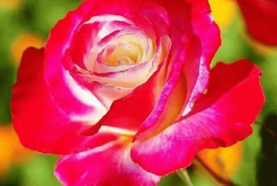 rosas