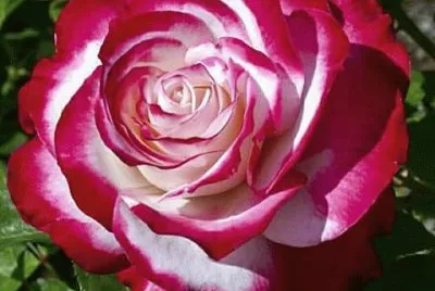 rosas