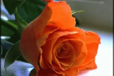 rosas