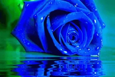rosas