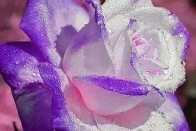 rosas