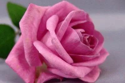 rosas