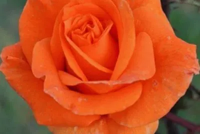 rosas