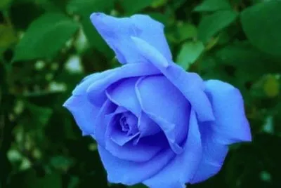 rosas
