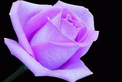 rosas