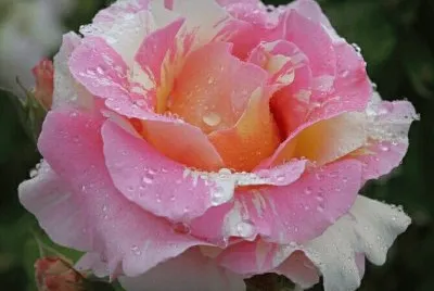 rosas