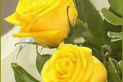 rosas