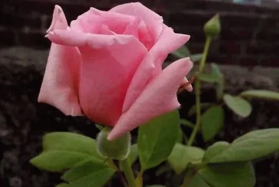 rosas
