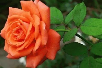 rosas