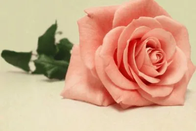 rosas